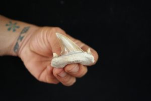 Otodus obliquus