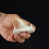 Otodus obliquus