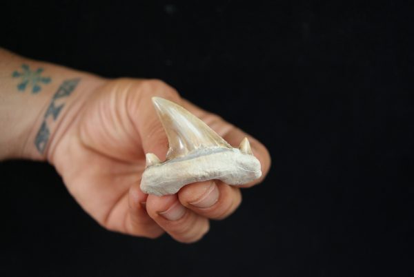 Otodus obliquus
