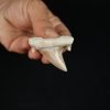 Otodus obliquus