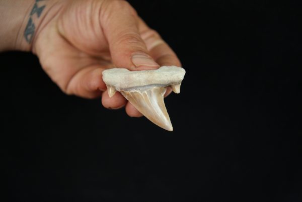 Otodus obliquus
