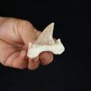 Otodus obliquus