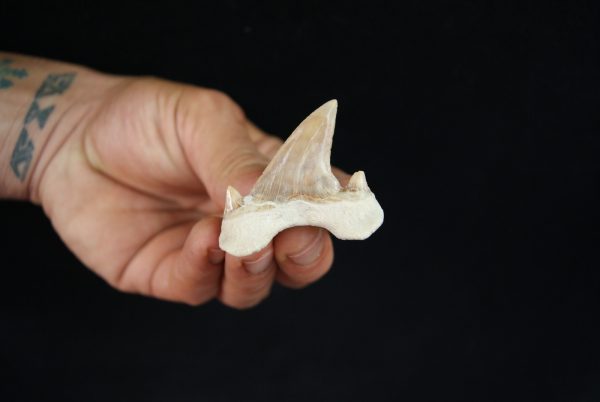 Otodus obliquus