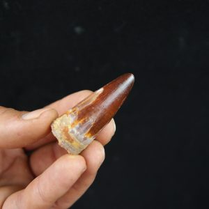 Spinosaurus aegyptiacus