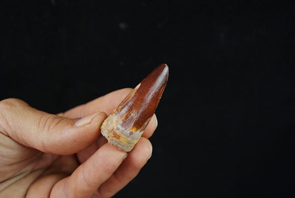 Spinosaurus aegyptiacus