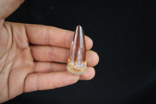Spinosaurus aegyptiacus