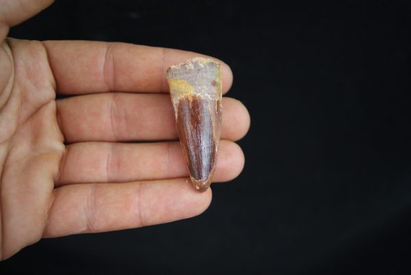 Spinosaurus aegyptiacus