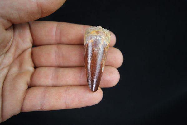 Spinosaurus aegyptiacus
