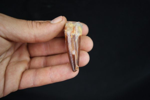 Spinosaurus aegyptiacus