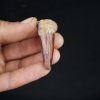 Spinosaurus aegyptiacus