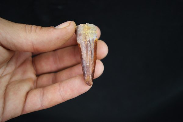 Spinosaurus aegyptiacus