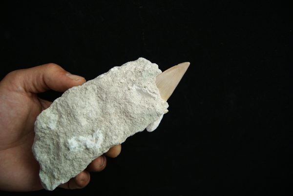 Otodus obliquus en matriz