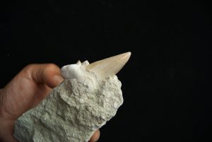 Otodus obliquus en matriz
