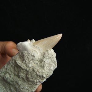 Otodus obliquus en matriz