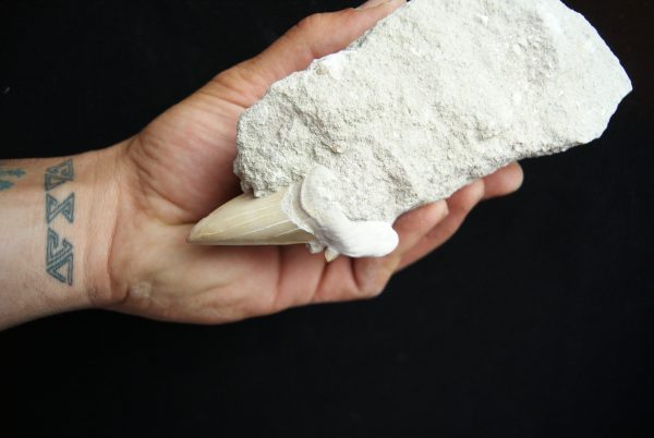 Otodus obliquus en matriz