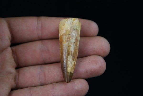 Diente fósil de Spinosaurus aegyptiacus