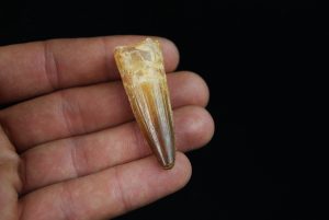 Diente fósil de Spinosaurus aegyptiacus