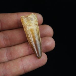 Diente fósil de Spinosaurus aegyptiacus