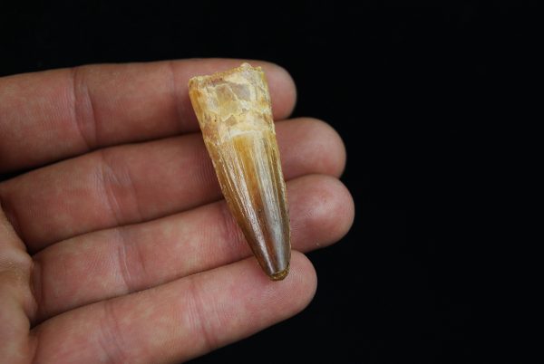 Diente fósil de Spinosaurus aegyptiacus