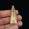 Diente fósil de Spinosaurus aegyptiacus