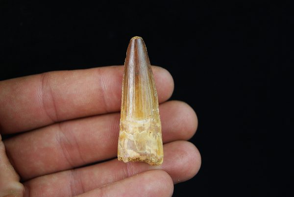 Diente fósil de Spinosaurus aegyptiacus
