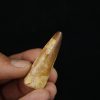 Diente fósil de Spinosaurus aegyptiacus