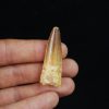 Diente fósil de Spinosaurus aegyptiacus
