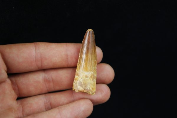 Diente fósil de Spinosaurus aegyptiacus