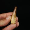 Diente fósil de Spinosaurus aegyptiacus