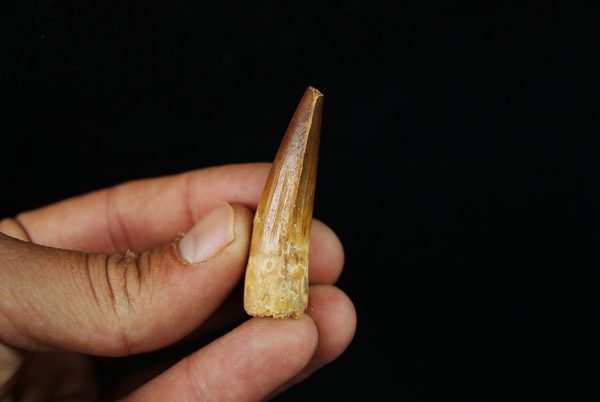 Diente fósil de Spinosaurus aegyptiacus