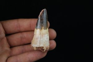 Spinosaurus aegyptiacus