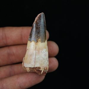 Spinosaurus aegyptiacus