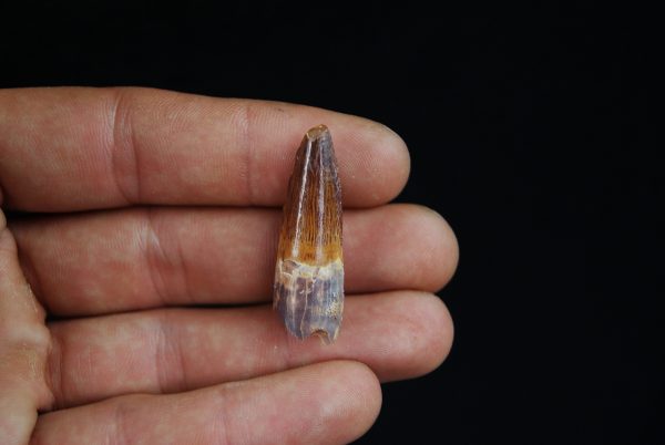 Diente fósil Spinosaurus aegyptiacus