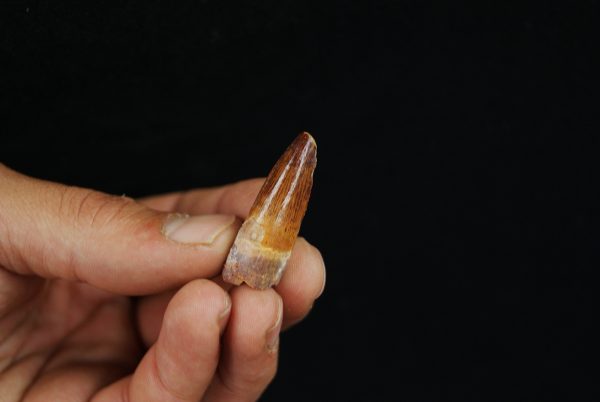 Diente fósil Spinosaurus aegyptiacus