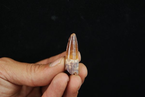 Diente fósil Spinosaurus aegyptiacus