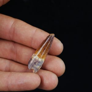 Diente fósil Spinosaurus aegyptiacus