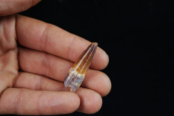 Diente fósil Spinosaurus aegyptiacus