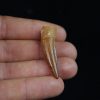 Spinosaurus aegyptiacus