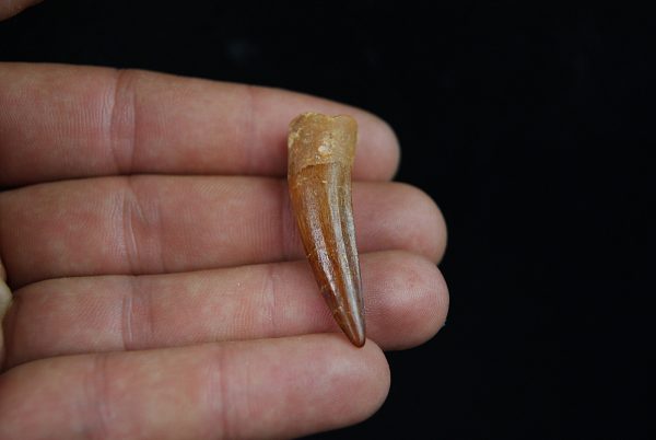 Spinosaurus aegyptiacus