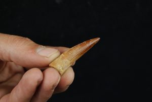 Spinosaurus aegyptiacus