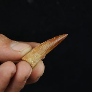 Spinosaurus aegyptiacus