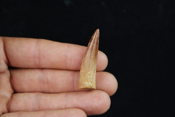 Spinosaurus aegyptiacus