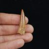 Spinosaurus aegyptiacus