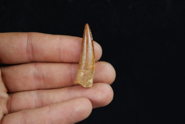 Spinosaurus aegyptiacus