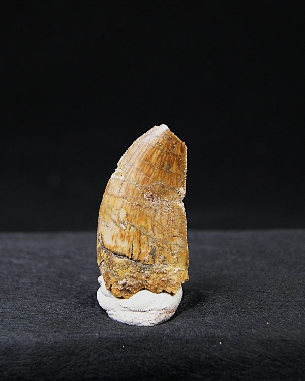 Carcharodontosaurus  “T. rex africano”