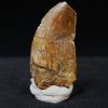 Carcharodontosaurus  “T. rex africano”