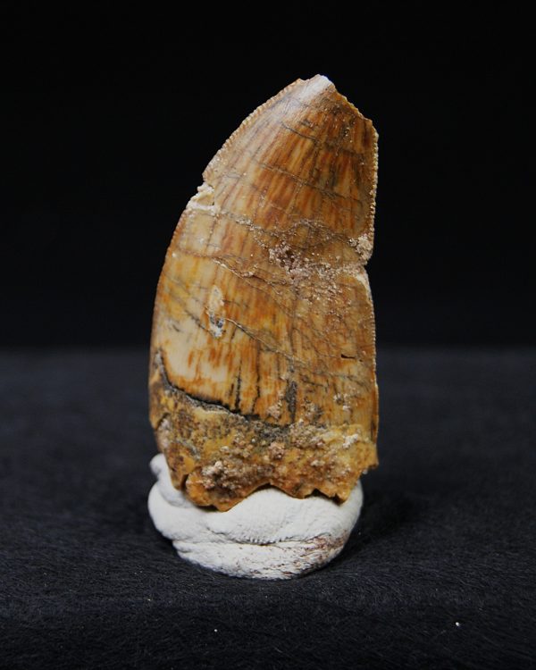 Carcharodontosaurus  “T. rex africano”