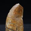 Carcharodontosaurus  “T. rex africano”