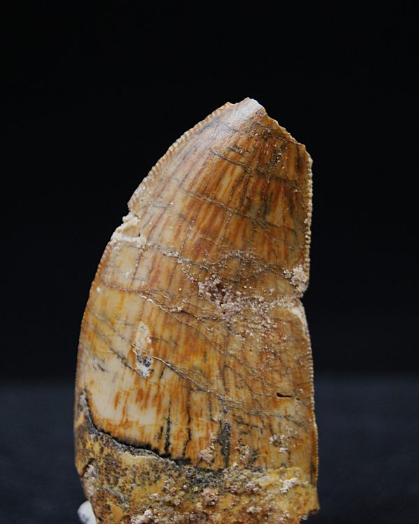 Carcharodontosaurus  “T. rex africano”