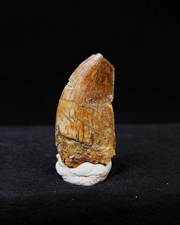 Carcharodontosaurus  “T. rex africano”